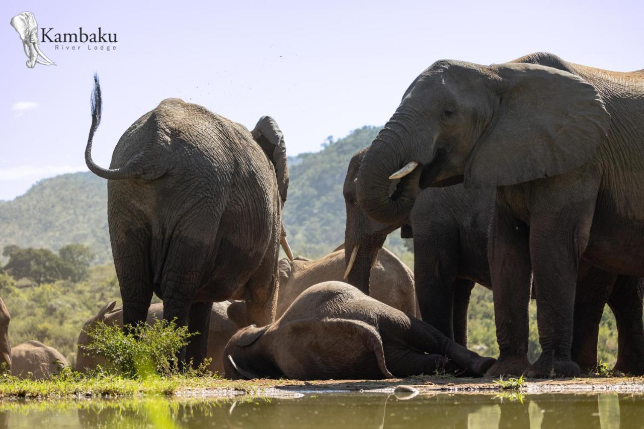 Kambaku River Lodge Малалане Экстерьер фото